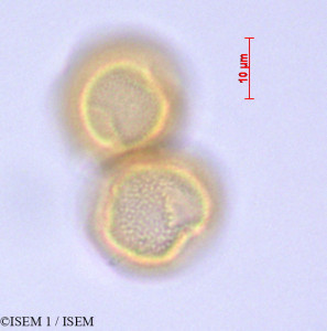 Clavija eggersiana - lame n° 29250